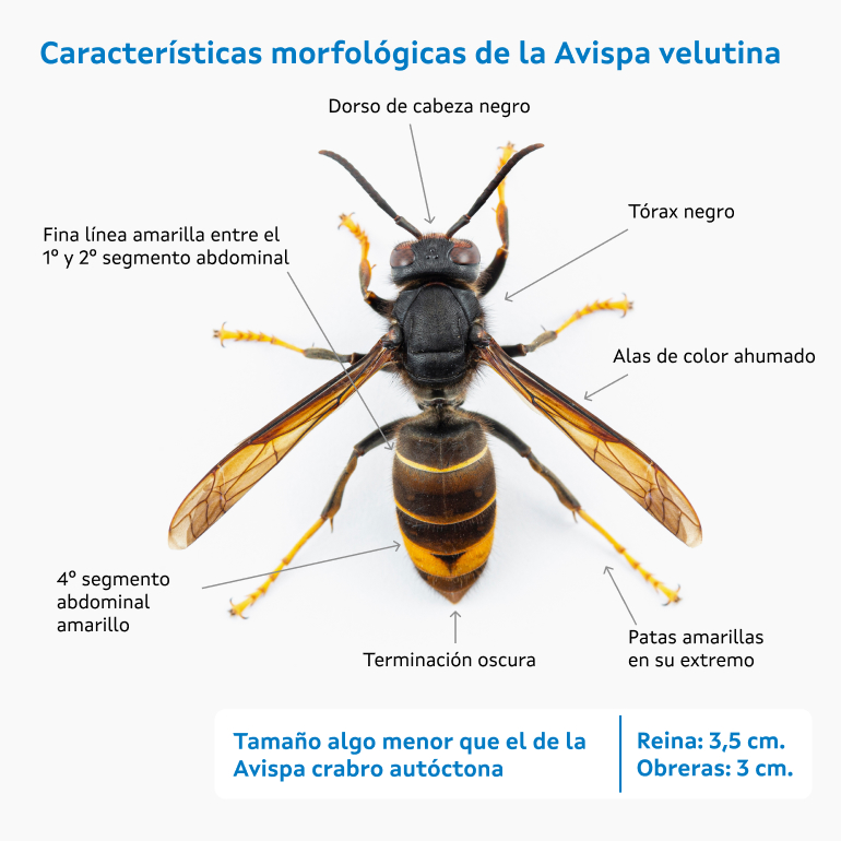 ver máis