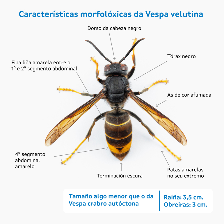 ver máis